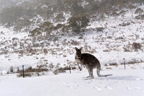 CHILL-OUT - Thredbo - C Tourism 27
