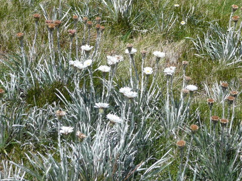CHILL-OUT - Thredbo - C Tourism 36