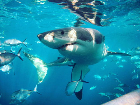 Port Lincoln Studio Apartments - C Tourism 8