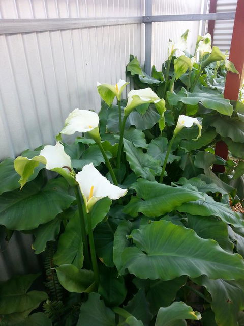 Addies Place Goolwa - C Tourism 11