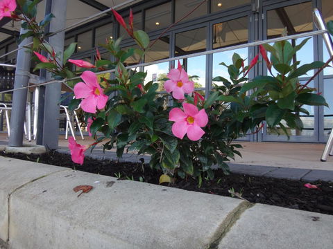 Mandurah Quay Resort - C Tourism 34