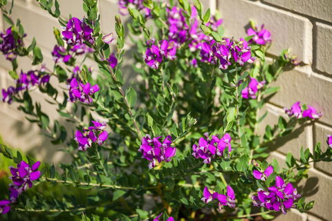 Kempsey Rose Motor Inn - C Tourism 38