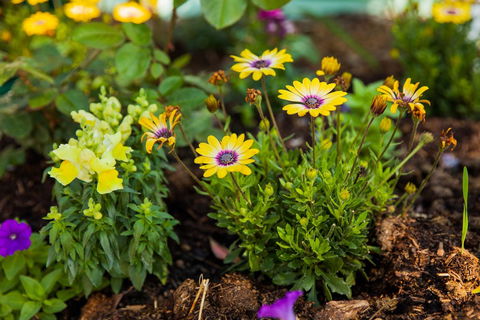 Kempsey Rose Motor Inn - C Tourism 39