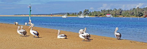 Pelican Motor Inn - C Tourism 29