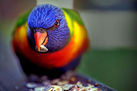 Condo 105 @ Horizons Golf Resort - Salamander Bay NSW - C Tourism 19