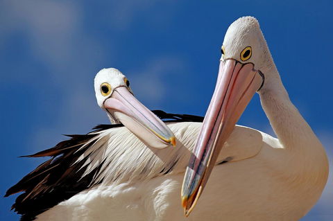 Condo 105 @ Horizons Golf Resort - Salamander Bay NSW - C Tourism 14