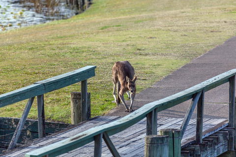 Condo 105 @ Horizons Golf Resort - Salamander Bay NSW - C Tourism 11