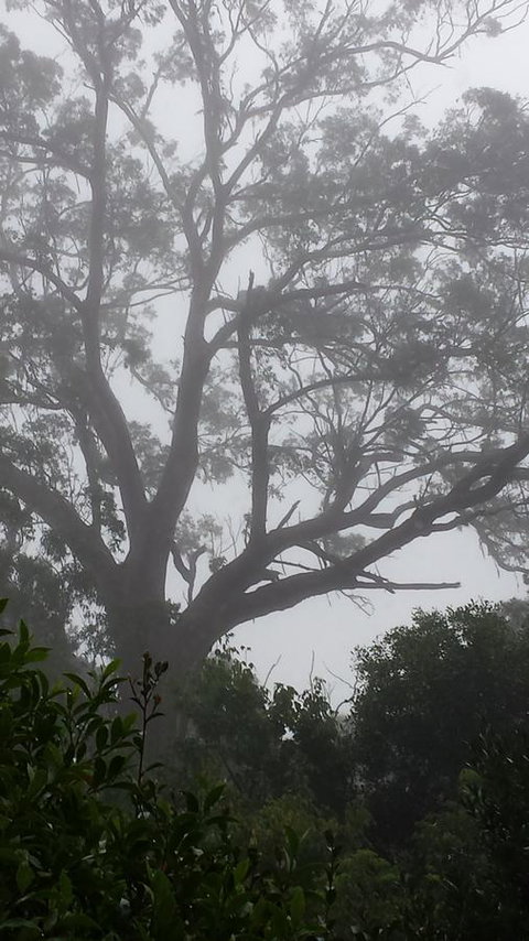 Lark Cottage - C Tourism 20