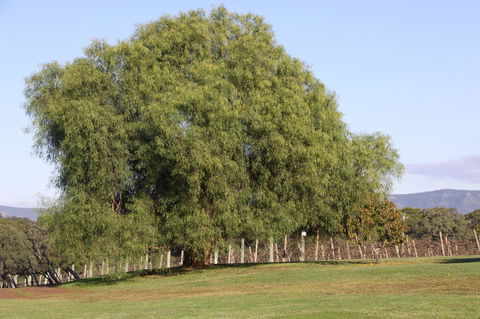 Adina Vineyard - C Tourism 17