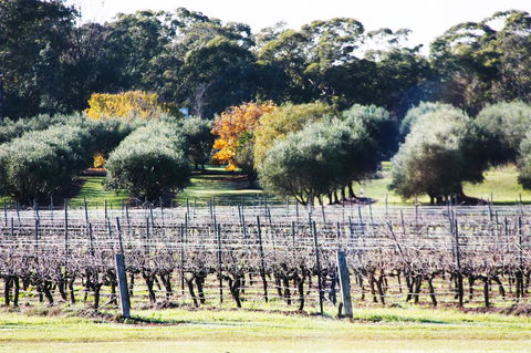 Adina Vineyard - C Tourism 15