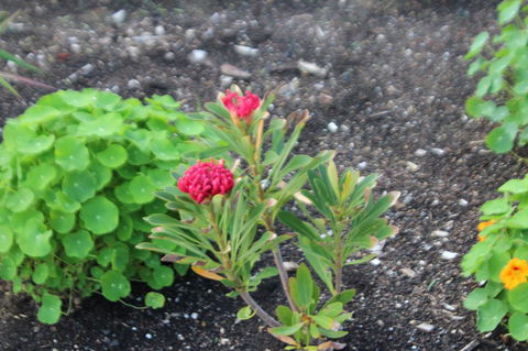Red Waratah - C Tourism 12