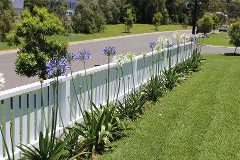 Red Waratah - C Tourism 2