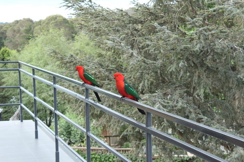 Bundanoon Lodge - C Tourism 7