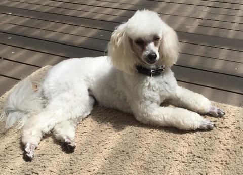 Bundanoon Lodge - C Tourism 14