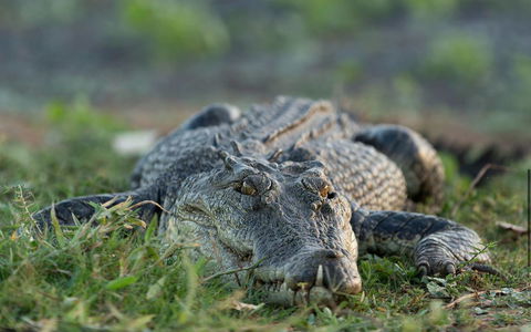 Wildman Wilderness Lodge - C Tourism 24