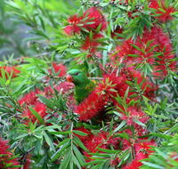 Bottlebrush B  B - C Tourism