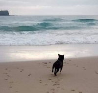 Breakers at Mudjimba Beach - C Tourism