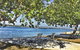 Bring The Family, Dog And The Boat To Welsby Pde, Bongaree - thumb 3