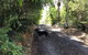 Bunya Cottage - thumb 2