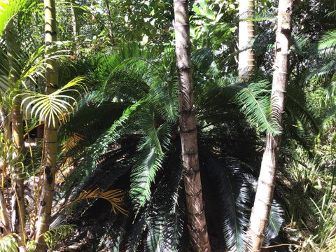 Bunya Cottage - C Tourism 1