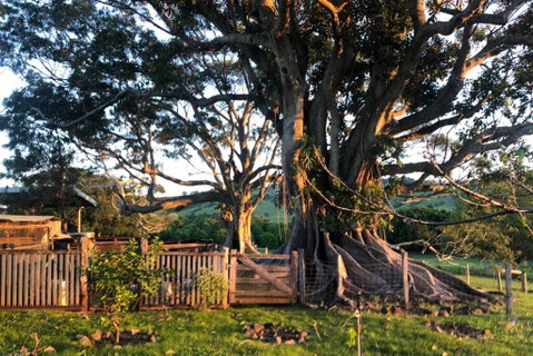 BYRON BAY'S HISTORIC BARNSTAY! - C Tourism 2