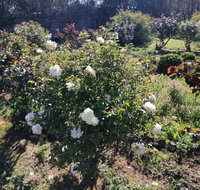 Carisbrook Country Retreat Motel - C Tourism