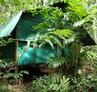 Daintree Crocodylus - C Tourism