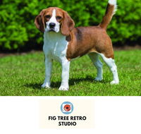 Fig Tree Retro Studio - C Tourism
