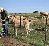 Gilgraves Vineyard Farmstay - C Tourism