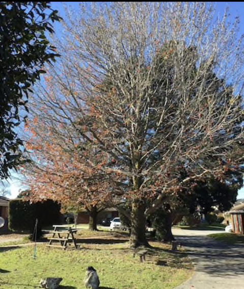 Golden House - C Tourism 3