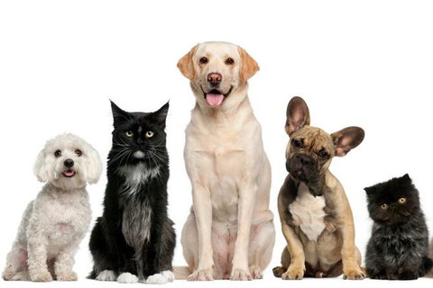 Golf Club Motor Inn Wingham - C Tourism 1