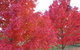 HEALESVILLE GETAWAY - thumb 0