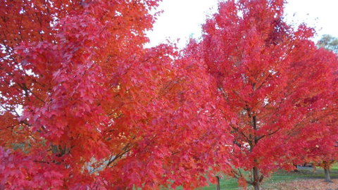 HEALESVILLE GETAWAY - C Tourism 0