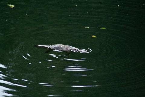 Kaalba - C Tourism 0