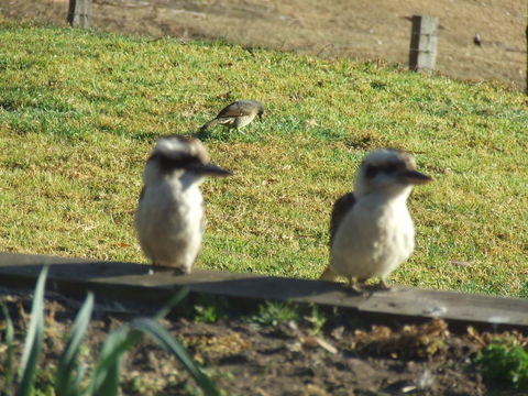 Kiah Country Gardens B&B - C Tourism 3