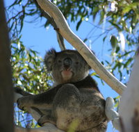Levi Park Caravan Park - C Tourism