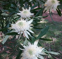 Lyrebird Gully Retreat - C Tourism