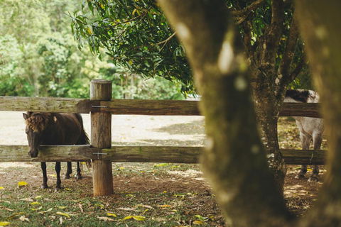Mango Hill Farm - C Tourism 2