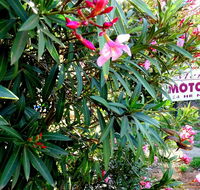 Mercury motor inn - C Tourism