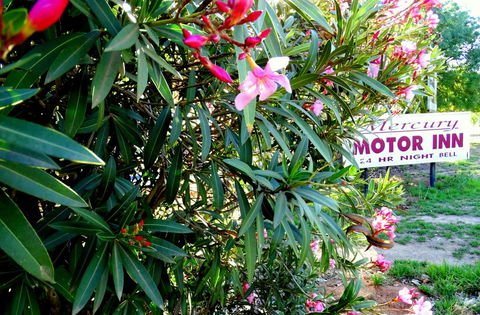Mercury Motor Inn - C Tourism 0