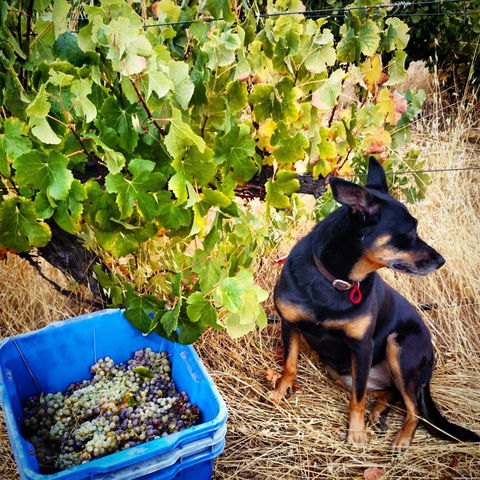 Hotham Ridge Estate - C Tourism 33