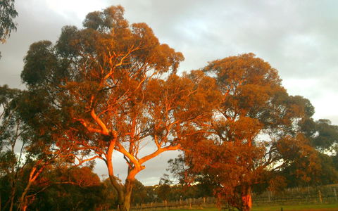 Hotham Ridge Estate - C Tourism 35