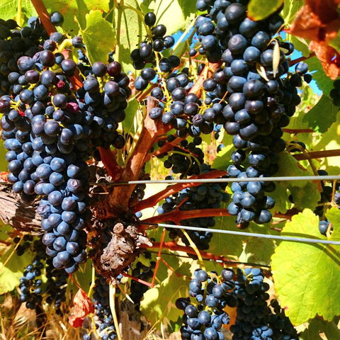 Hotham Ridge Estate - C Tourism 32