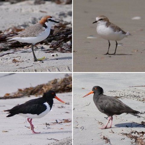 Riverside Retreat Chalets, Walpole - C Tourism 25