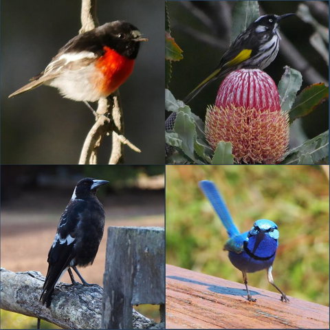 Riverside Retreat Chalets, Walpole - C Tourism 23