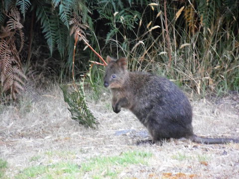 Riverside Retreat Chalets, Walpole - C Tourism 22