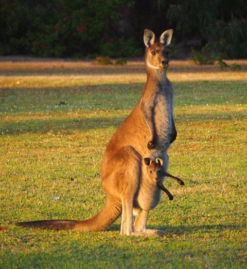 Riverside Retreat Chalets, Walpole - C Tourism 21