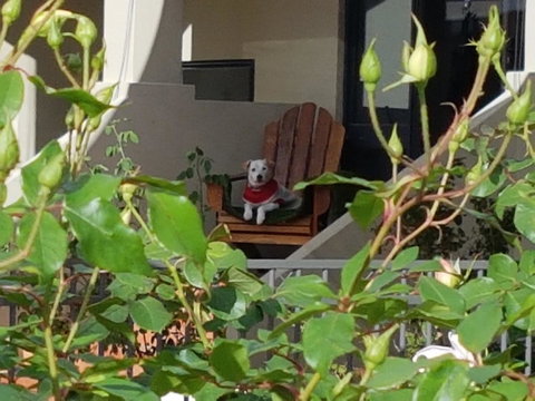 Como Executive Apartment - C Tourism 17