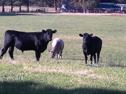 Cosy Corner Chalets - C Tourism 18