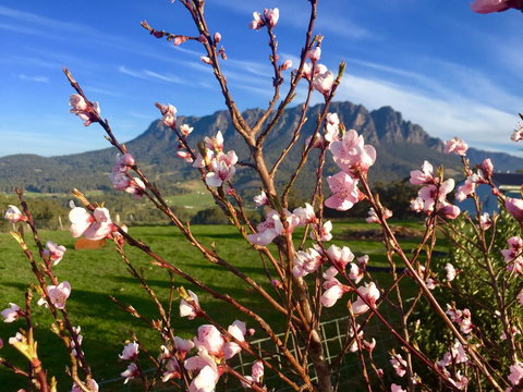 Manna Hill Farm - C Tourism 3